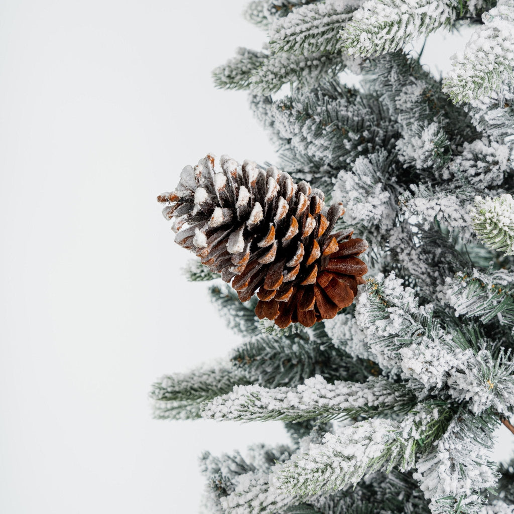 Single Pinecone With Snow Pick